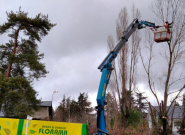 Lo que no sabías sobre la Poda: cuándo y cómo podar los árboles
