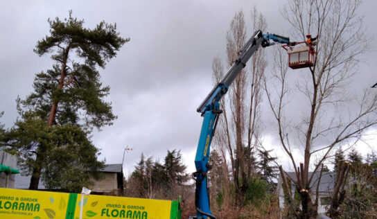 Lo que no sabías sobre la Poda: cuándo y cómo podar los árboles