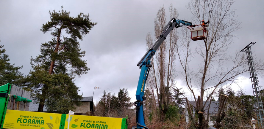 Poda: cuándo y cómo podar los árboles ornamentales