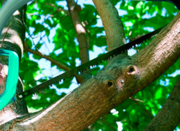 ¿Es el otoño un buen momento para podar árboles?