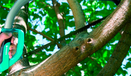 ¿Es el otoño un buen momento para podar árboles?