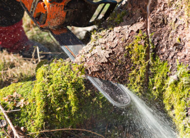Diferentes técnicas de tala de árboles