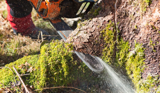 Diferentes técnicas de tala de árboles