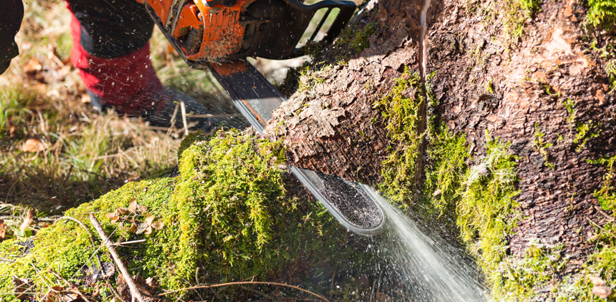 Diferentes técnicas de tala de árboles