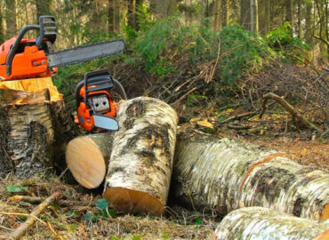 Poda de árboles: cómo elegir la mejor técnica para tu jardín