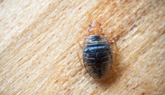 ANECPLA recomienda estar alerta ante las chinches esta Semana Santa