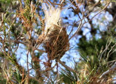 Rentokil Initial alerta sobre las plagas que hay que vigilar durante los meses fríos