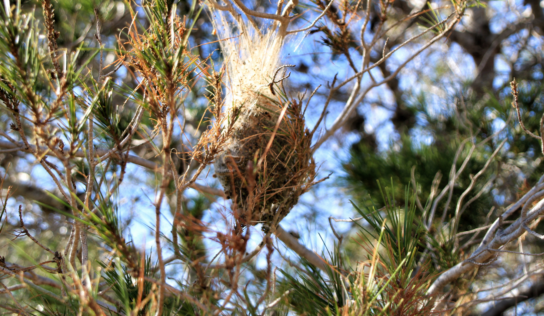 Rentokil Initial alerta sobre las plagas que hay que vigilar durante los meses fríos