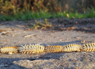 El viento dispara la alerta por procesionaria: veterinarios atienden cada vez más casos en perros tras los últimos temporales