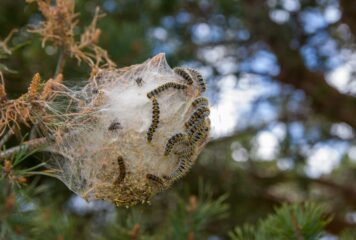 La procesionaria ya no espera a la primavera: su aparición se adelanta y aumenta el riesgo sanitario en España