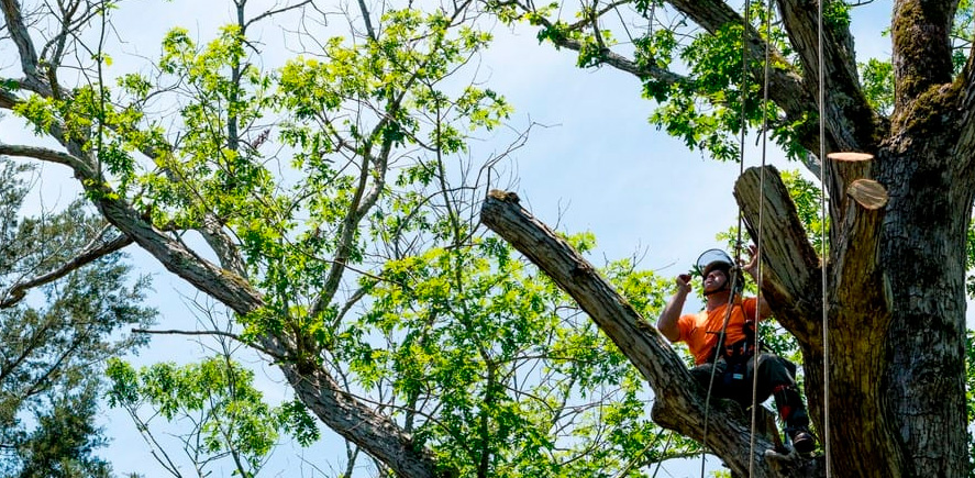 Cómo realizar una poda legal y segura en 4 pasos
