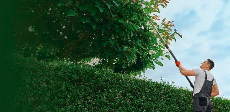 El marco legal: ¿por qué no puedo podar como yo quiera?