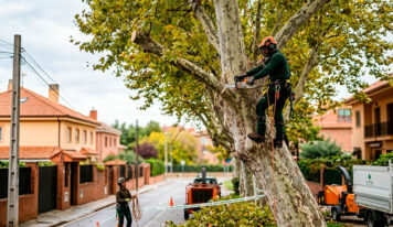 Guía sobre la normativa legal de poda: cómo evitar sanciones y proteger tu propiedad