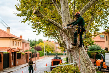 Guía sobre la normativa legal de poda: cómo evitar sanciones y proteger tu propiedad