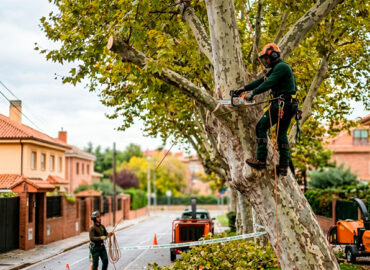 Guía sobre la normativa legal de poda: cómo evitar sanciones y proteger tu propiedad