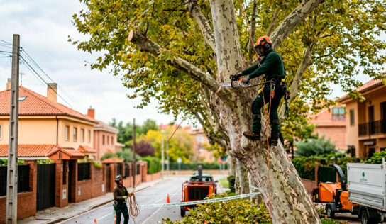 Guía sobre la normativa legal de poda: cómo evitar sanciones y proteger tu propiedad